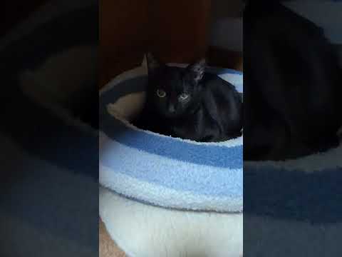 ひっくり返ったベッドを使う猫 - Funny black cats - #Shorts