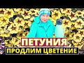 ПЕТУНИЯ как продлить цветение на осень?