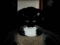 Uni existing and being adorable! #catsofyoutube #cutecat #uni