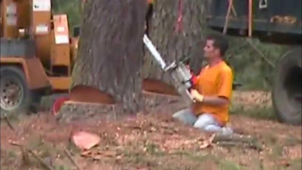 Getting the tree to fall in the right direction YouTube