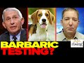 Fauci ROASTED Over BARBARIC NIH-Funded Puppy Testing, Glenn Greenwald Reveals YEARS Of Experiments