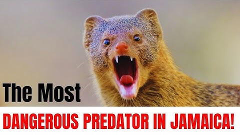 The Mongoose in Jamaica — The Animal That Changed the Island Forever