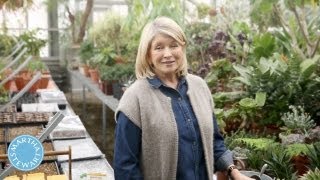 ASK MARTHA Vegetable Garden Basics - Home How-To Series - Martha Stewart