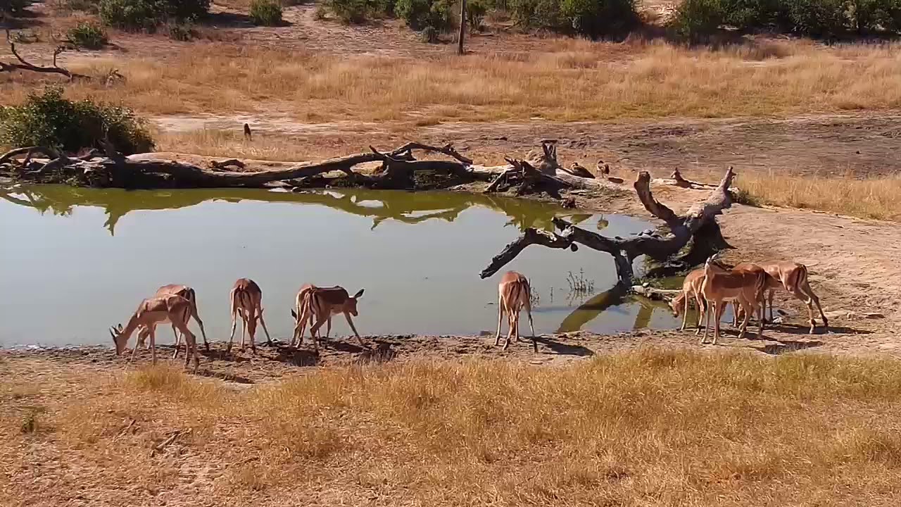 camera iphone 8 plus apk Djuma Impalas - 13:20 - 06/16/19