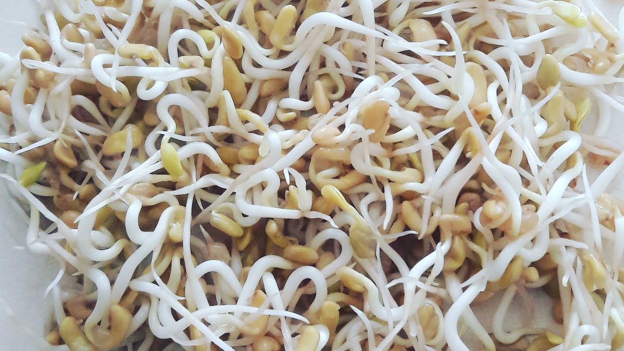 طريقة استنبات وبرعمة الحلبة العلمية في البيت وفوائدها العظيمة