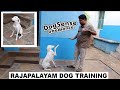 Rajapalayam puppy 6months oldraja obedience training  hyperactive controlled 