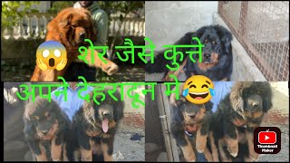 Tibetan mastiff dog (dehradun Uttrakhand )puppy male female available|