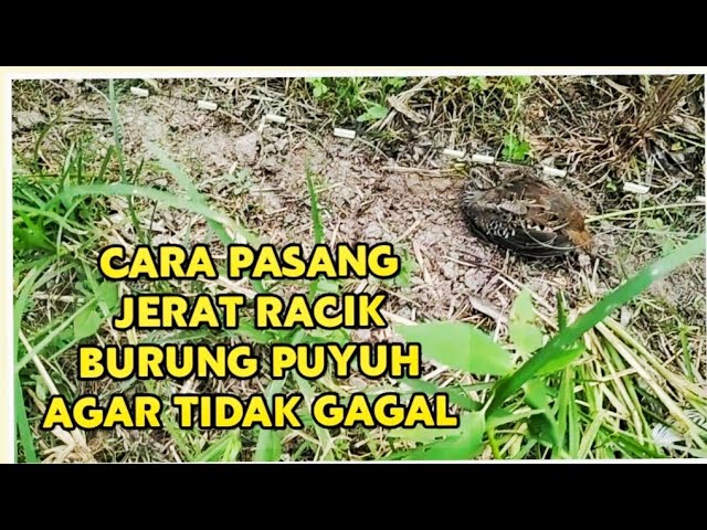 CARA PASANG JERAT RACIK PUYUH AGAR TIDAK GAGAL class=