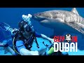 Diving with Sharks at Atlantis Dubai