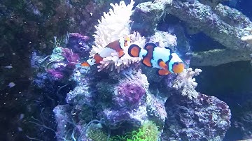 Review on miracle mud, and my 9 fish