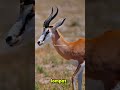 🦌🦌 Springbok (Antidorcas marsupialis) #animals #springbok