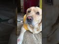 TuuЁЯШВ Comedy Funny Ytshorts Trending Doglover Cutedog Trendingshorts TuuЁЯШВ Comedy Funny Ytshorts Trending Doglover Cutedog Trendingshorts