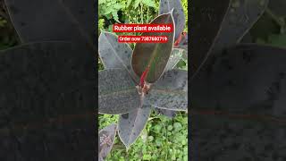 Rubber plant available premium quality #rubber #farming #gardening #garden #viral #viralshorts