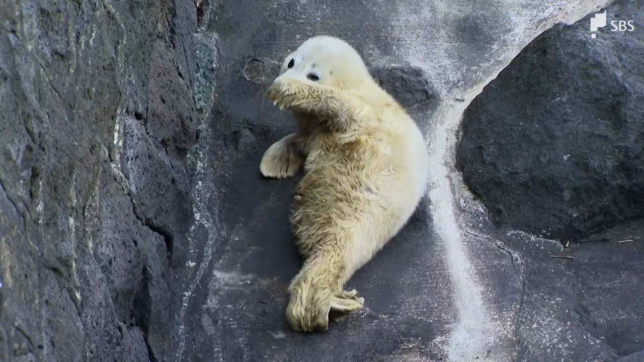 ふわふわの白い毛」ゴマフアザラシの赤ちゃん誕生 わずか2週間から3