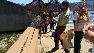 Sea lampreys pulled from Grand River