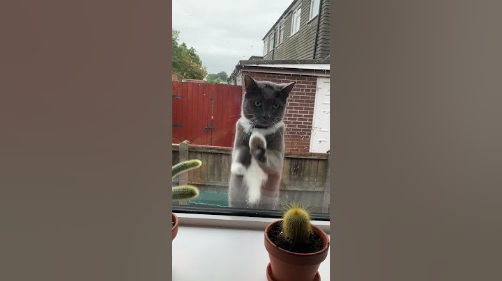 Window Washer Cat || ViralHog