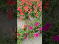 today blooming my tarrace garden