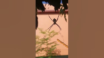 Spider Spinning Web #nature #spider #spiderweb #spiderwebstitch #spiderman #spidervideo #spiders