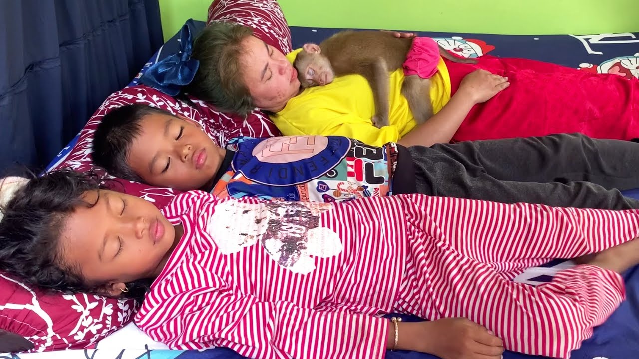 Calming Baby Sleeping, Infant Baby Monkey Sleep With Family Midday