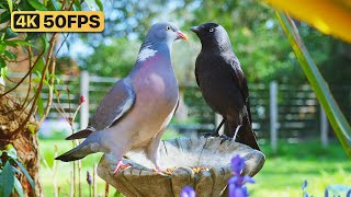 Birds & Squirrels Feast on a Garden Ornament