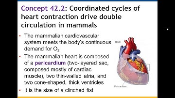 Chapter 42: Circulation