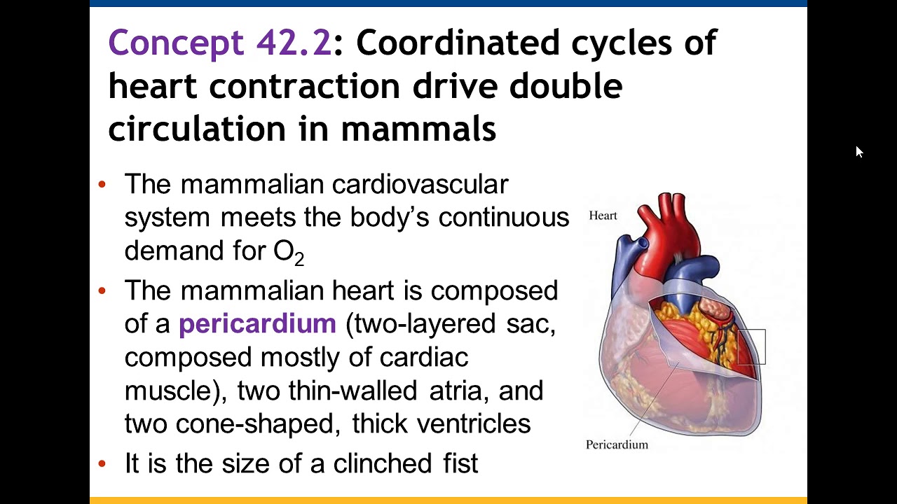 Chapter 42: Circulation