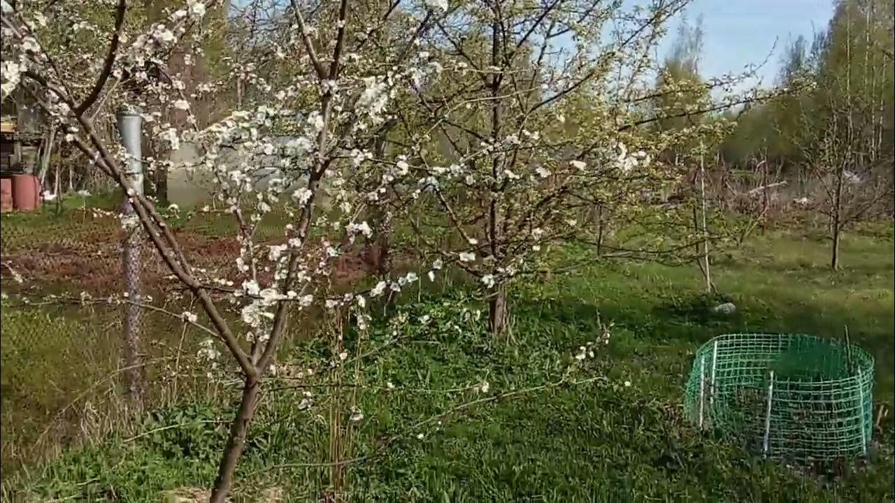 Алыча Подарок Санкт Петербургу в цвету - YouTube