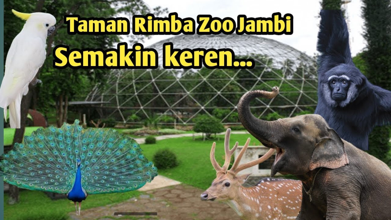 kebun binatang taman rimba jambi semakin elok... @Safrizal_aksar