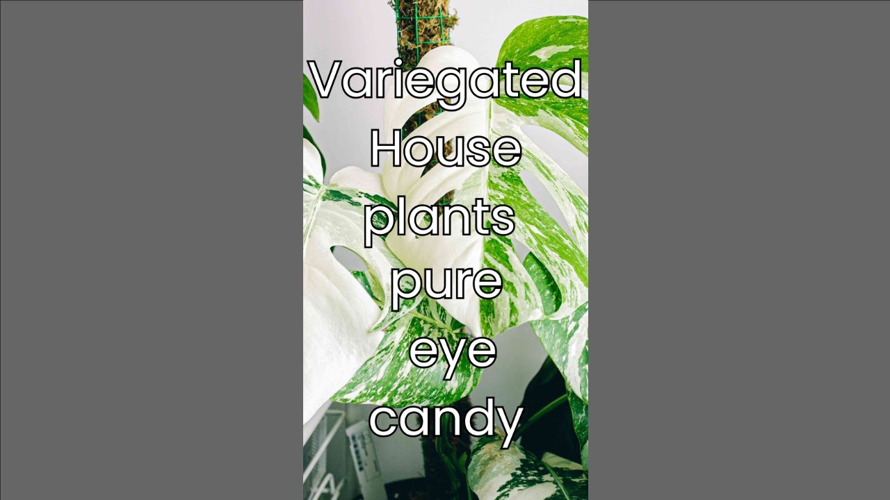 variegated houseplants that are pure eye candy