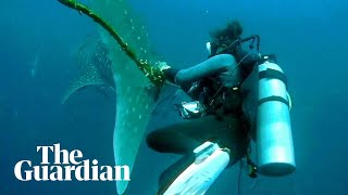 Divers in Thailand attempt to free whale shark entangled in rope screenshot 3