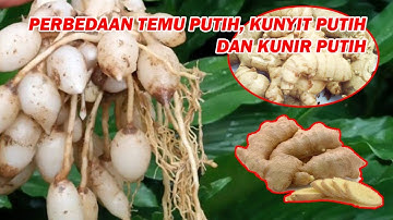 PERBEDAAAN TEMU PUTIH, KUNYIT PUTIH DAN KUNIR PUTIH