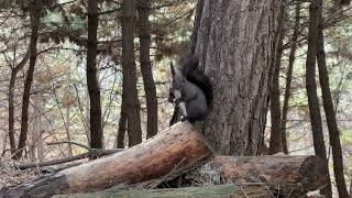 Black Squirrel Fun/Cadlma #squirrel #animals #nature #relaxingscenery #relax #blacksquirrel