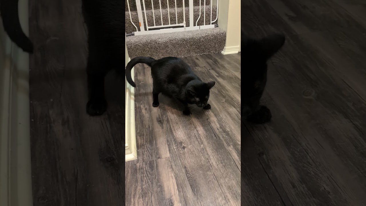 The fierce Hunter has his prey stolen... 