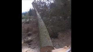 CUTTING BIG TALL TREES DOWN, IN TIGHT PLACES