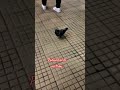 Porumbel la metrou