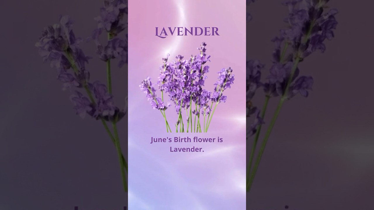 Lavender June Birth Month Symbolic Meaning symbolize protection, fertility, and love. 💜Click link