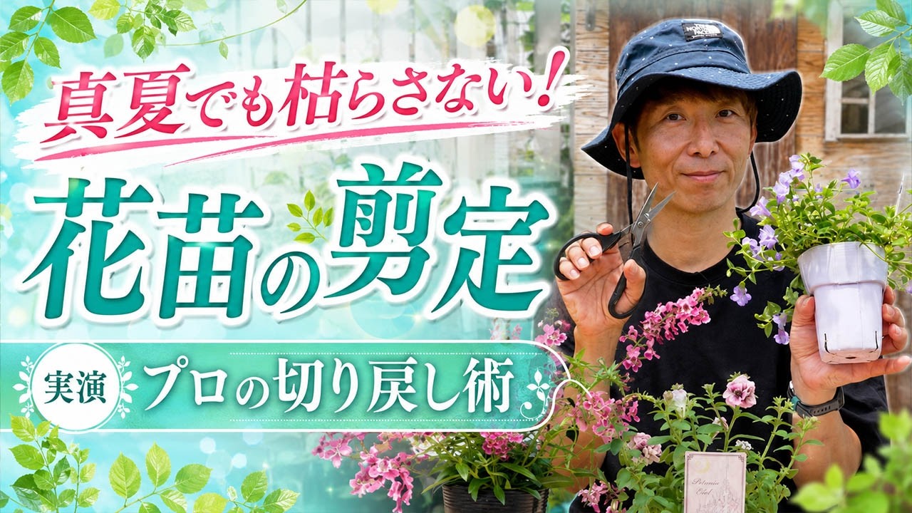 花摘み Pruning Flower Seedlings] Don't Let Them Die in Midsummer! Pro