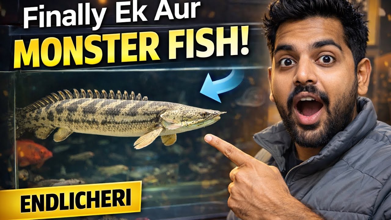Finally Ek Aur Monster Fish Aa Gayi! 🦈 | My Biggest Tank Update