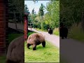 What wild day? ￼