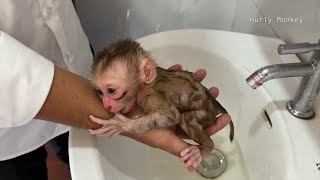 Cleaning Baby Monkey Hurly To Get Rid Of Bed Smell Before Treat