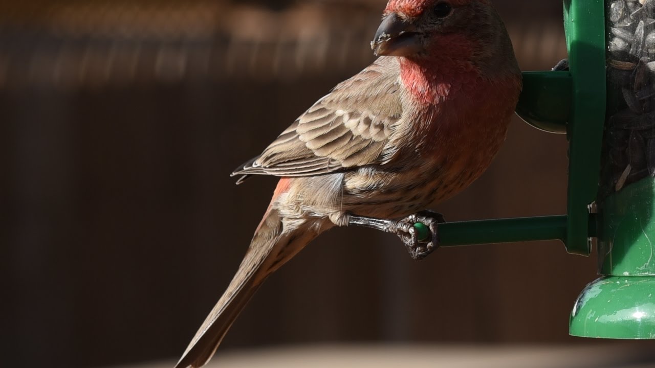 Bird Feeding Frenzy YouTube