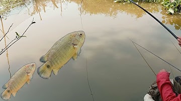 Câu cá rô đồng- chiên giòn làm mồi nhậu đêm GIAO THỪA 2020-FISHING-kham pha san bat