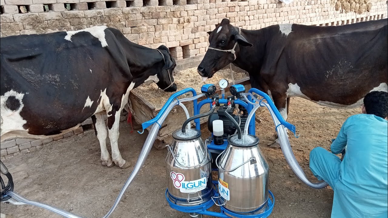 Cow Milking Machine