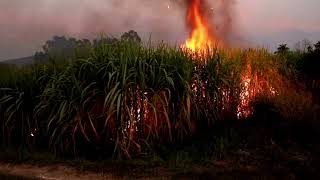 Sugarcane Burn Next Door: Why Do Farmers Set Their Fields Ablaze?