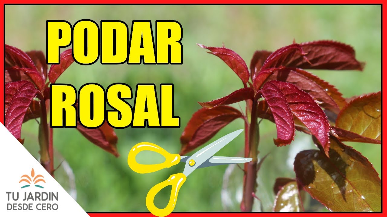 Cómo podar un rosal