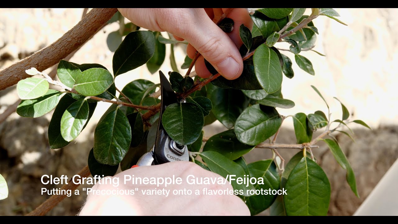 Grafting Pineapple Guava