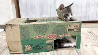 生後46日 段ボールハウスを気に入りすぎた子猫 【山菜兄妹#45】Kittens like cardboard houses.