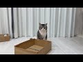 雨降ってるのに散歩連れて行けと訴えてくる猫に困ってます…