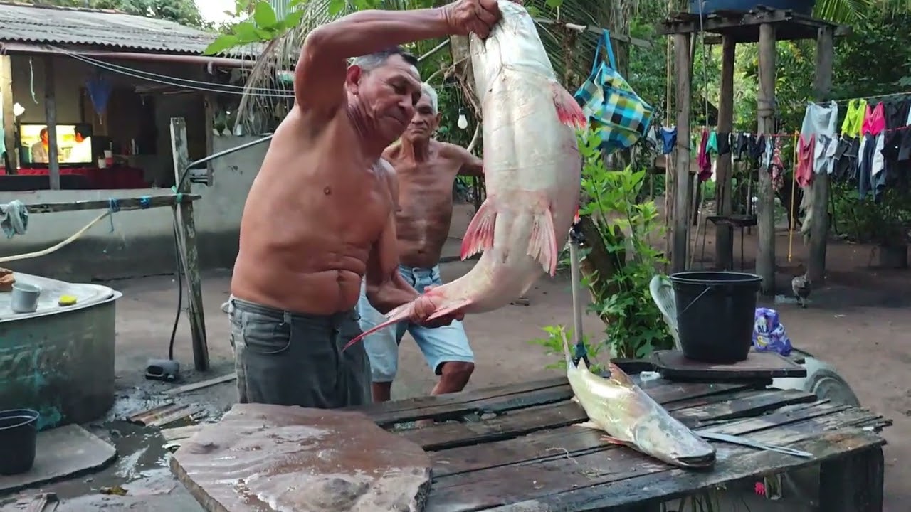 Pescaria Raiz de Caniço / Natureza Amazônica / Rio Amazonas / Logo Marajó e Baleia / Guajará - Pará 