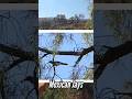 Meet the Mexican Weeping Pinion Pine thumbnail